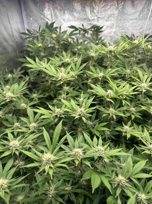 Runtz Muffin 1st Run 1.2x1.2. Week 4