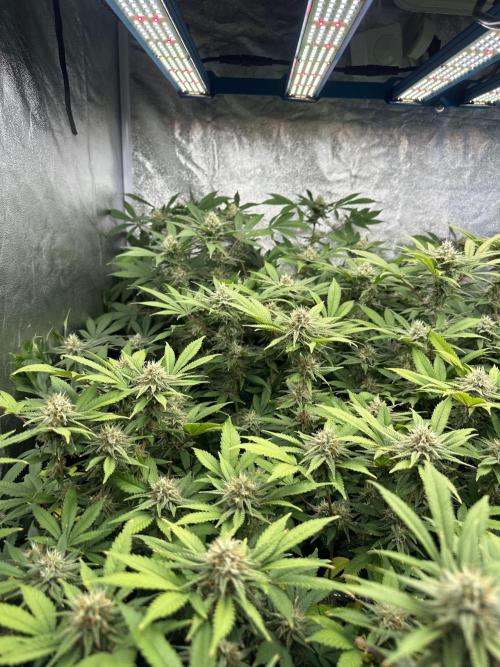 Runtz Muffin 1st Run 1.2x1.2. Week 5