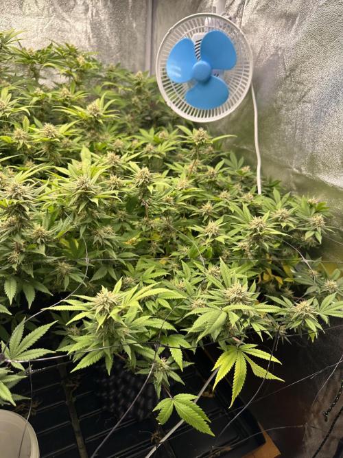 Runtz Muffin 1st Run 1.2x1.2. Week 5