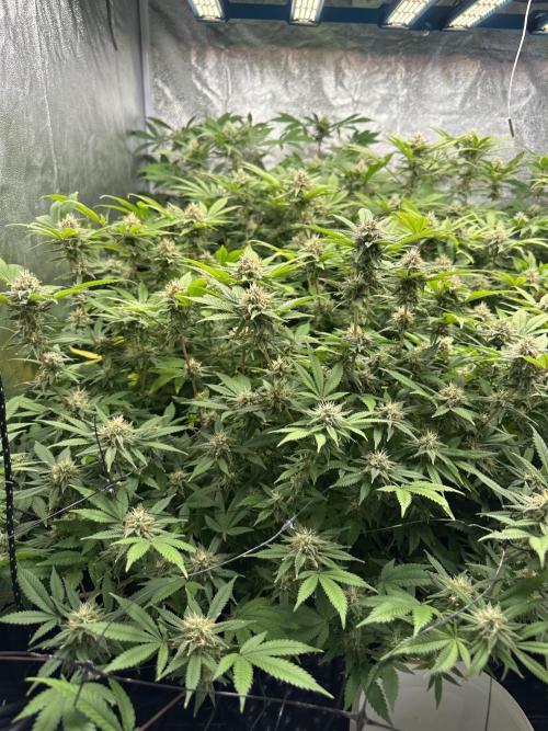 Runtz Muffin 1st Run 1.2x1.2. Week 5