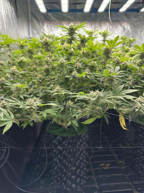 Runtz Muffin 1st Run 1.2x1.2. Week 5