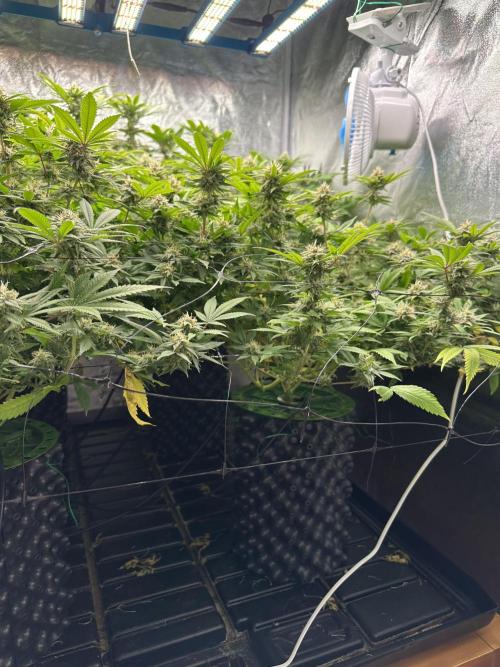 Runtz Muffin 1st Run 1.2x1.2. Week 5