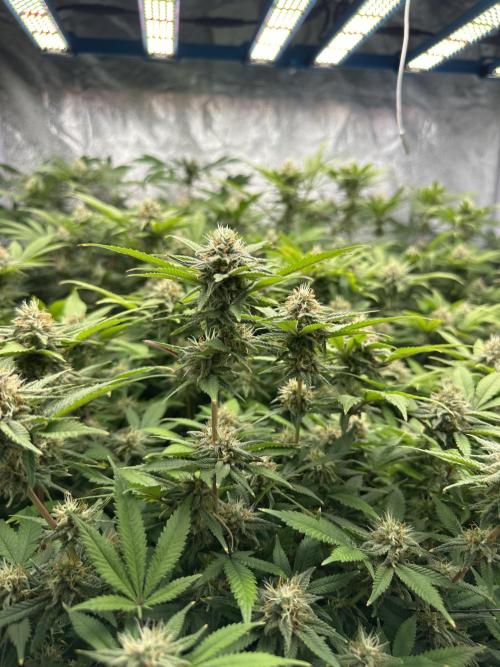 Runtz Muffin 1st Run 1.2x1.2. Week 5