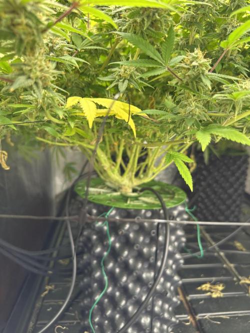 Runtz Muffin 1st Run 1.2x1.2. Week 7