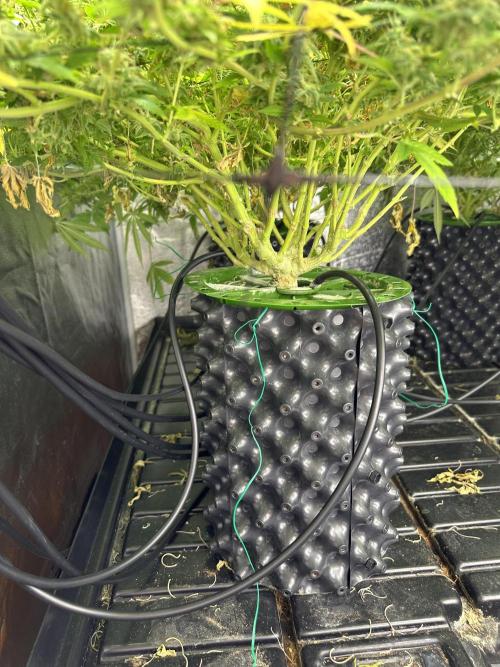 Runtz Muffin 1st Run 1.2x1.2. Week 7