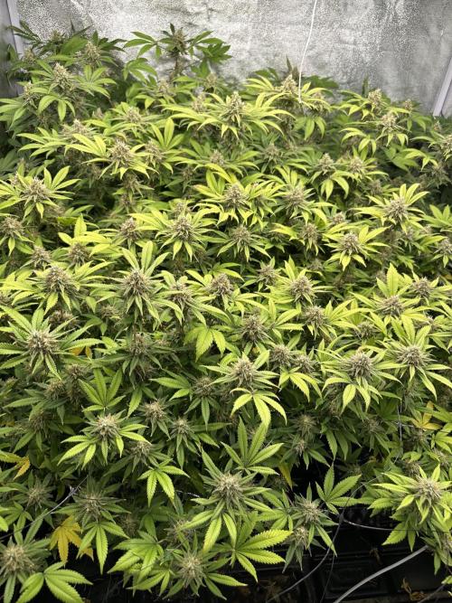 Runtz Muffin 1st Run 1.2x1.2. Week 7