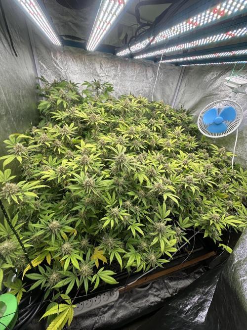 Runtz Muffin 1st Run 1.2x1.2. Week 7