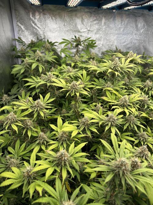 Runtz Muffin 1st Run 1.2x1.2. Week 7