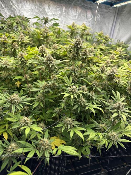 Runtz Muffin 1st Run 1.2x1.2. Week 7