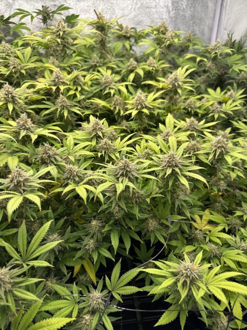 Runtz Muffin 1st Run 1.2x1.2. Week 7