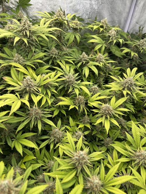 Runtz Muffin 1st Run 1.2x1.2. Week 7