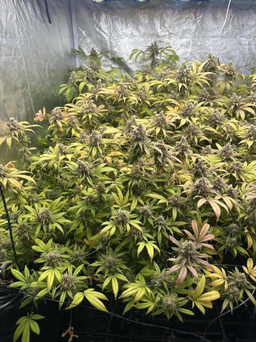 Runtz Muffin 1st Run 1.2x1.2. Week 9