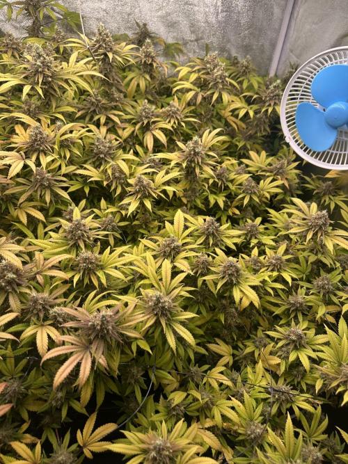 Runtz Muffin 1st Run 1.2x1.2. Week 9