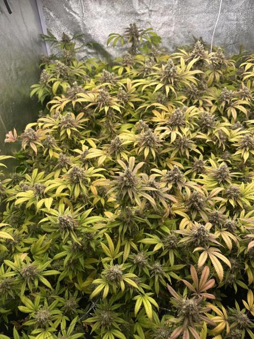 Runtz Muffin 1st Run 1.2x1.2. Week 9