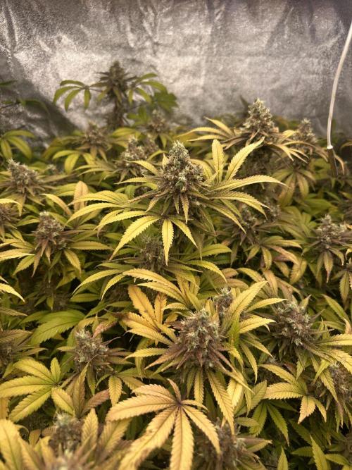 Runtz Muffin 1st Run 1.2x1.2. Week 9