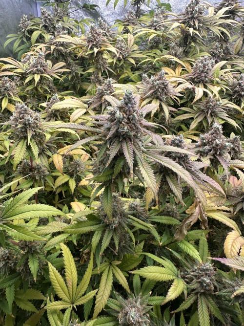 Runtz Muffin 1st Run 1.2x1.2. Week 9