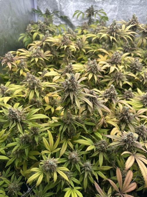 Runtz Muffin 1st Run 1.2x1.2. Week 9