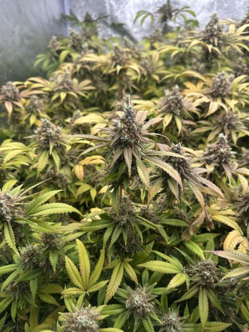 Runtz Muffin 1st Run 1.2x1.2. Week 9