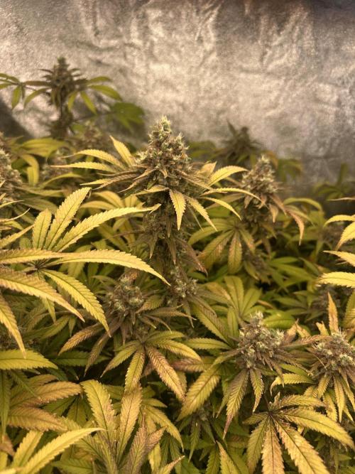 Runtz Muffin 1st Run 1.2x1.2. Week 9