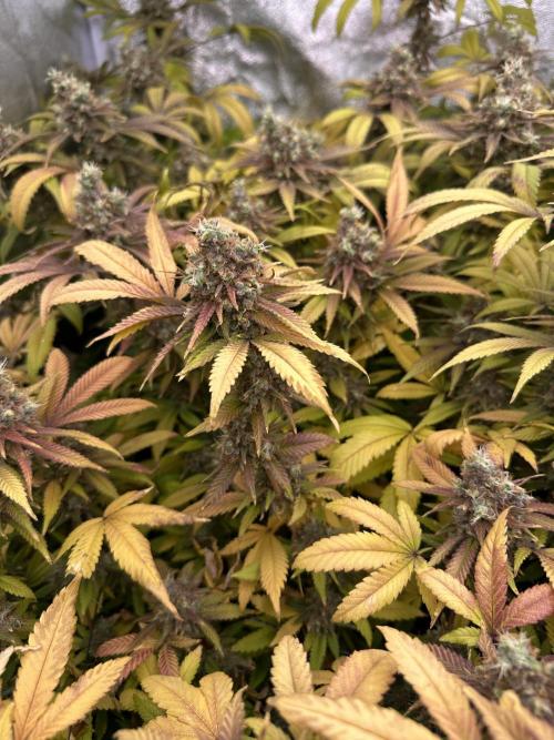 Runtz Muffin 1st Run 1.2x1.2. Week 10