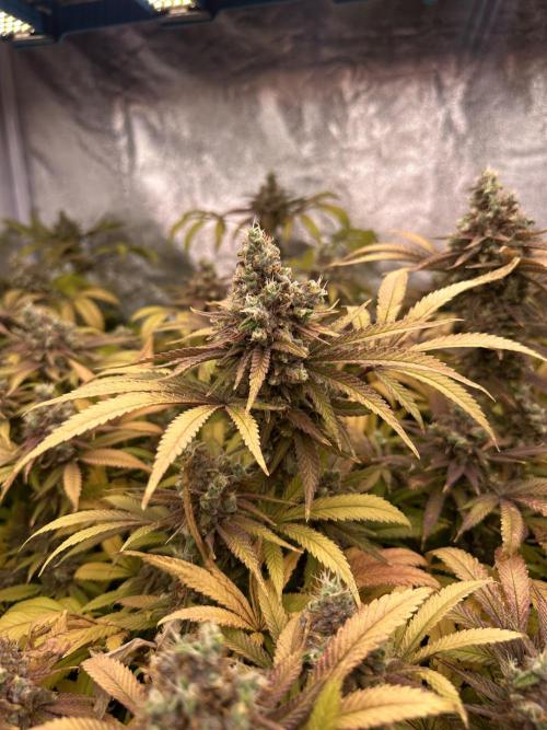 Runtz Muffin 1st Run 1.2x1.2. Week 10