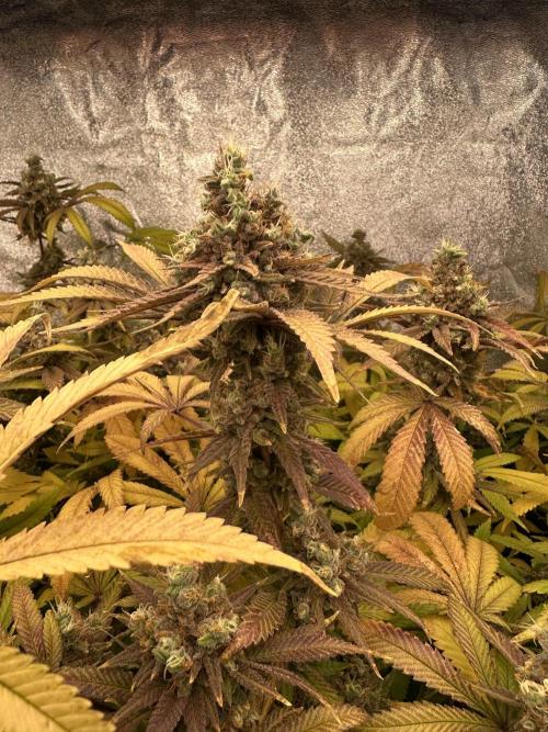 Runtz Muffin 1st Run 1.2x1.2. Week 10