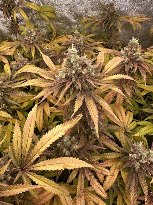 Runtz Muffin 1st Run 1.2x1.2. Week 10