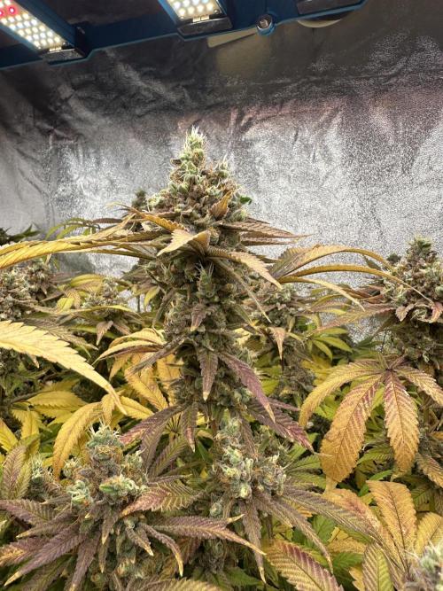 Runtz Muffin 1st Run 1.2x1.2. Week 10