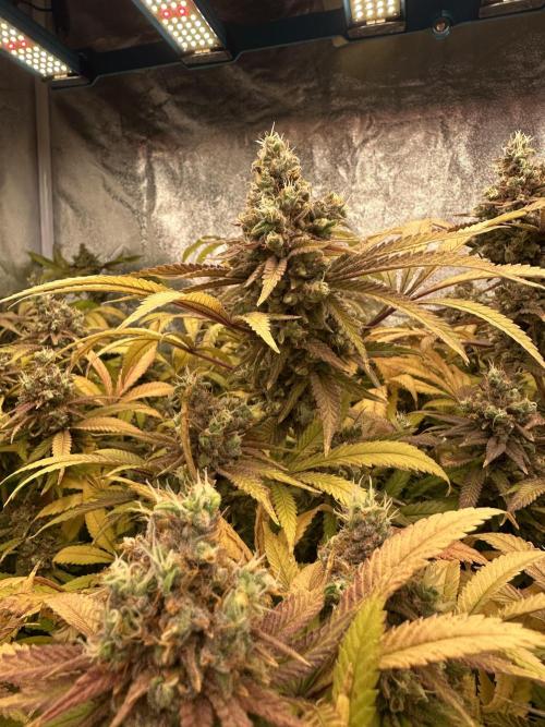 Runtz Muffin 1st Run 1.2x1.2. Week 10