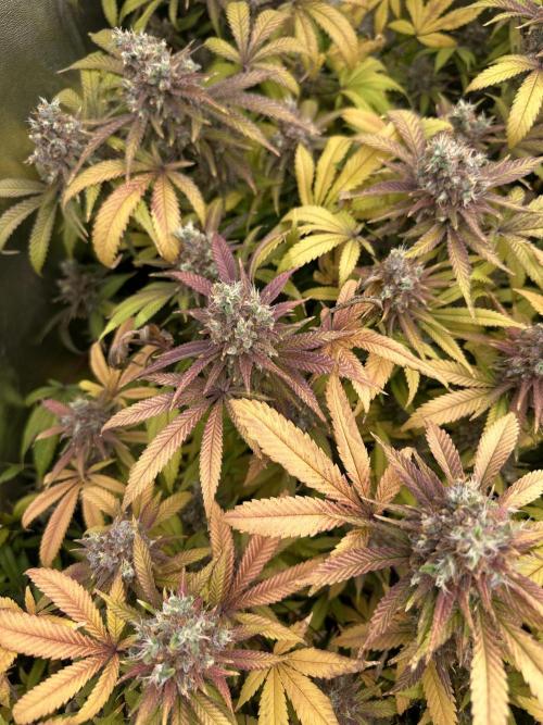 Runtz Muffin 1st Run 1.2x1.2. Week 10