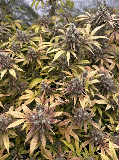 Runtz Muffin 1st Run 1.2x1.2. Week 10