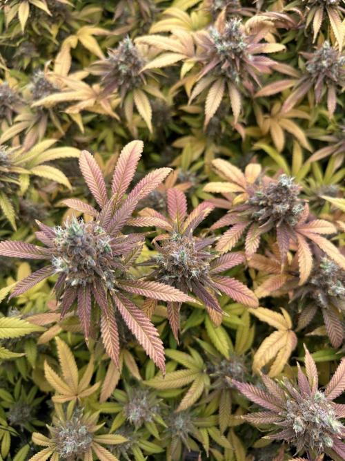 Runtz Muffin 1st Run 1.2x1.2. Week 10