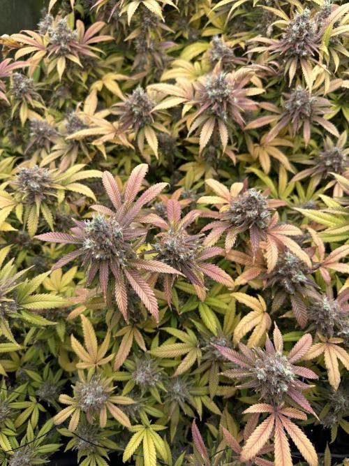 Runtz Muffin 1st Run 1.2x1.2. Week 10