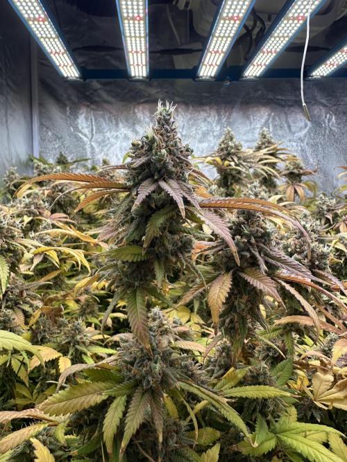 Runtz Muffin 1st Run 1.2x1.2. Week 10