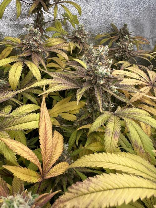 Runtz Muffin 1st Run 1.2x1.2. Week 10