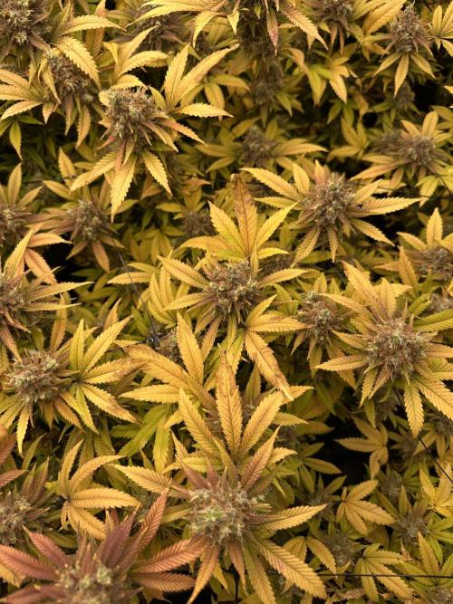 Runtz Muffin 1st Run 1.2x1.2. Week 10