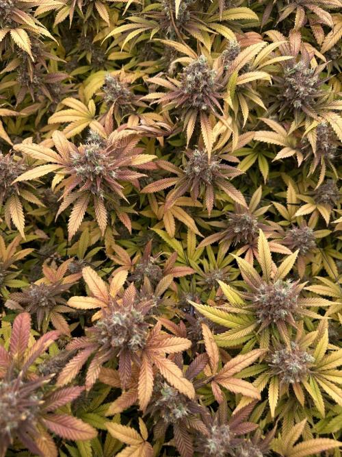 Runtz Muffin 1st Run 1.2x1.2. Week 10