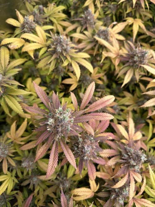 Runtz Muffin 1st Run 1.2x1.2. Week 10