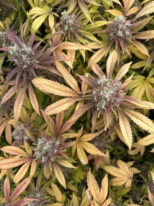 Runtz Muffin 1st Run 1.2x1.2. Week 10