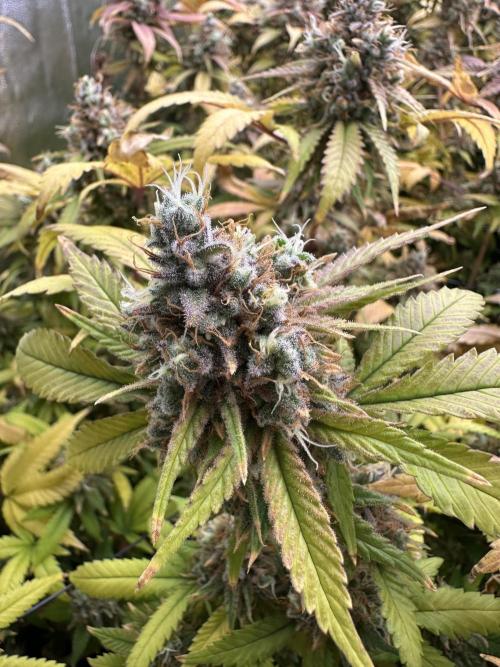 Runtz Muffin 1st Run 1.2x1.2. Week 10