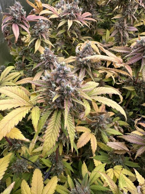 Runtz Muffin 1st Run 1.2x1.2. Week 10