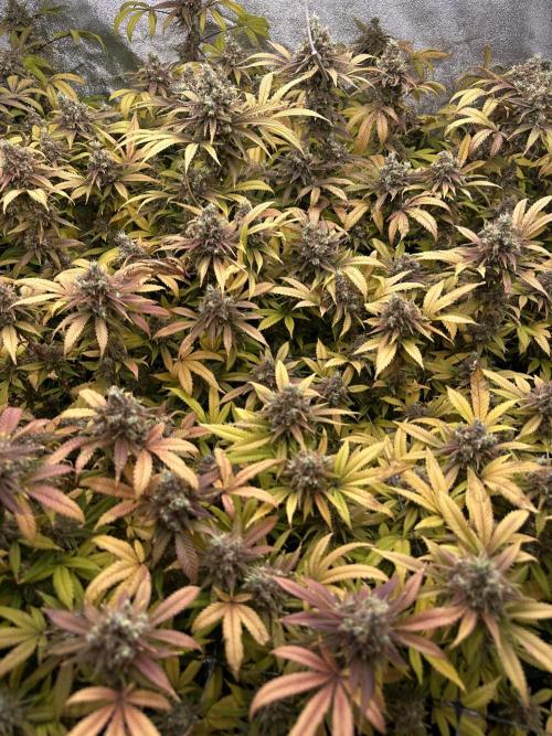 Runtz Muffin 1st Run 1.2x1.2. Week 10