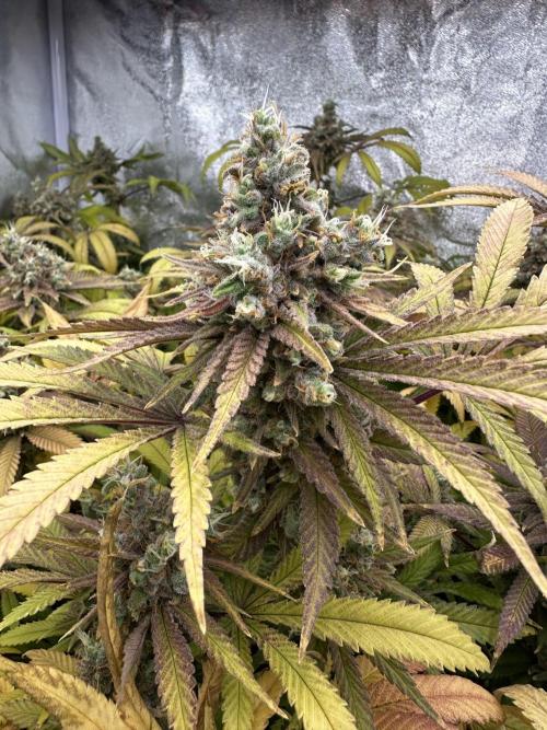 Runtz Muffin 1st Run 1.2x1.2. Week 10