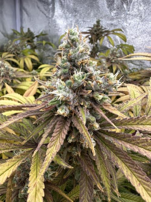 Runtz Muffin 1st Run 1.2x1.2. Week 10