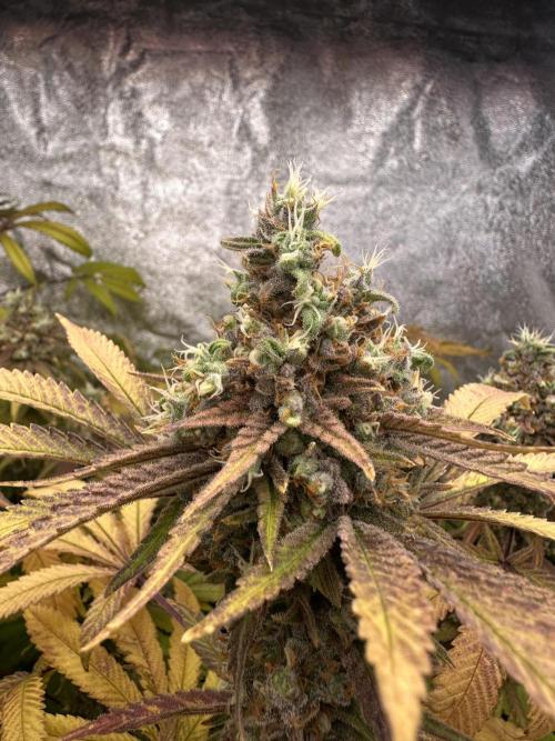 Runtz Muffin 1st Run 1.2x1.2. Week 10