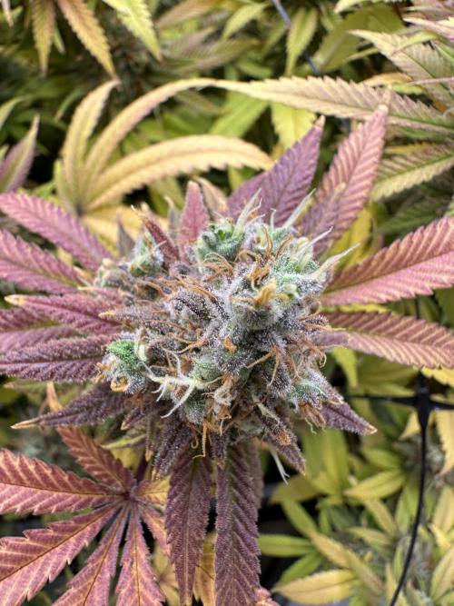 Runtz Muffin 1st Run 1.2x1.2. Week 10