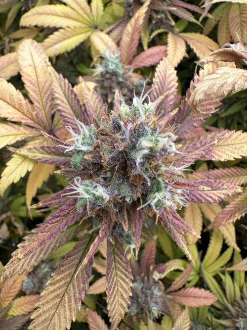 Runtz Muffin 1st Run 1.2x1.2. Week 10