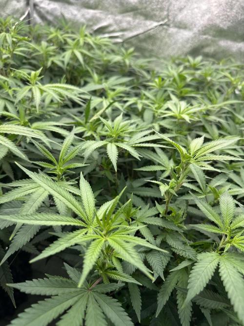 Runtz Muffin 2nd run 1x1. Week 1