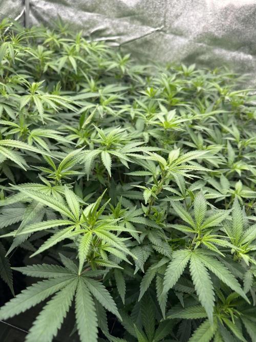 Runtz Muffin 2nd run 1x1. Week 1