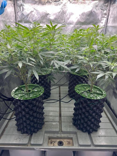 Runtz Muffin 2nd run 1x1. Week 1